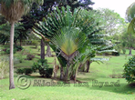 Fan Palm St Vincent Botanical Gardens